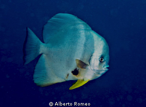 Portrait of a batfish Platax teira. by Alberto Romeo 